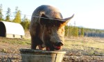 pig with forest in background