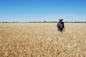 Photo of Barley harvest Bangerang