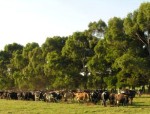 photo of dairy cows beside big gum tree shelter belt