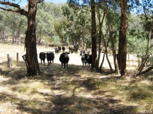 photo of cattle coming down track between gum trees