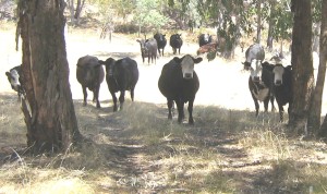 photo of a small mob of black and white cattle