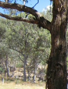 photo shows gum trees on higher slope