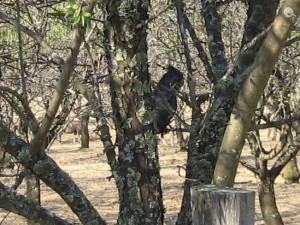 photo of silhouette of cockatoo nut tree