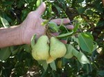 photo of pears in  Jeparit farm garden