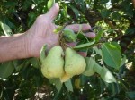 photo of pears in Jeparit farm garden