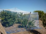 photo of fruit trees under netting Jeparit town garden