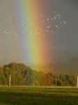 photo of rainbow through flock of cockatoos above rich green famland