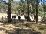 photo of cattle on hill track