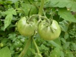 Grosse Lisse tomatoes growing in Feb 2015