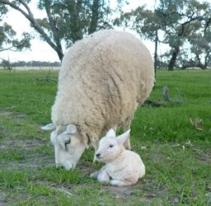 photo of Texel lamb and ewe