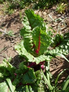 photo of red stemmed silver beet