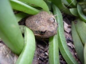 photo shows head of Mallee Spadefoot emerting from pigface