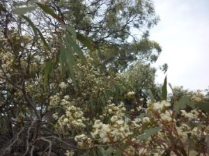photo shows Black Box branches loaded with blossom