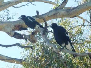 photo shows two magpies in a Yellow Gum