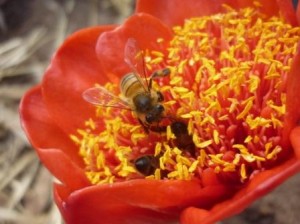 Bees taking pollen from an introducted red flower