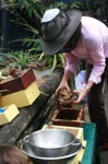 photo of bee keeper collecting honey