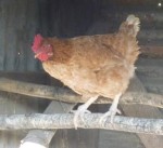 photo of Isa Red hen