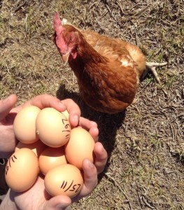 Photo Jpg of ISA Brown hen and eggs 