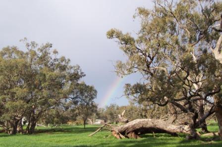 photo shows green pasture, mature Black Box Trees with a rainbow between them