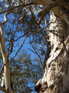 photo look up the trunk of a yellow gum tree