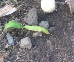 Banana shoot planted