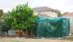 photo of kouzina back garden showing lemon tree and shade house