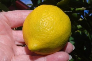 photo of lemon