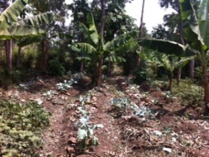 Raised beds Kenya