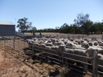 ready for shearing