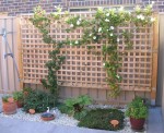 backyard food garden in pots